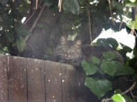 Hermes on fence behind screen 006